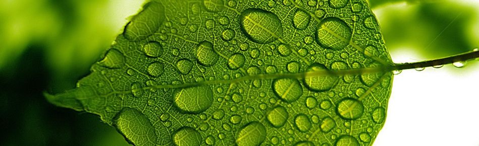 Naturopathy in Birmingham from Janet E Spence